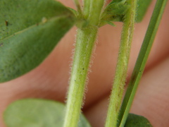 Thymus pulegioides