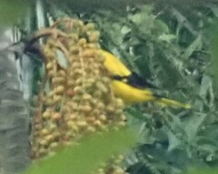 Oriolus chinensis