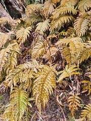 Blechnum montanum