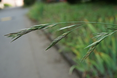 Bromus catharticus