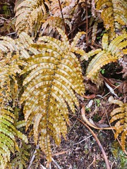 Blechnum montanum