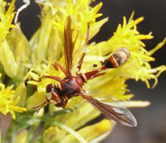Physocephala texana