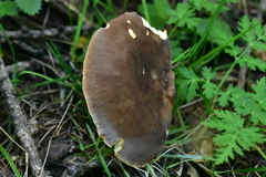 Leucopaxillus gentianeus