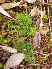 Anisotome haastii