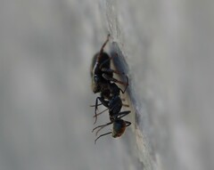 Camponotus aeneopilosus