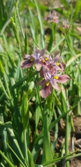Moraea