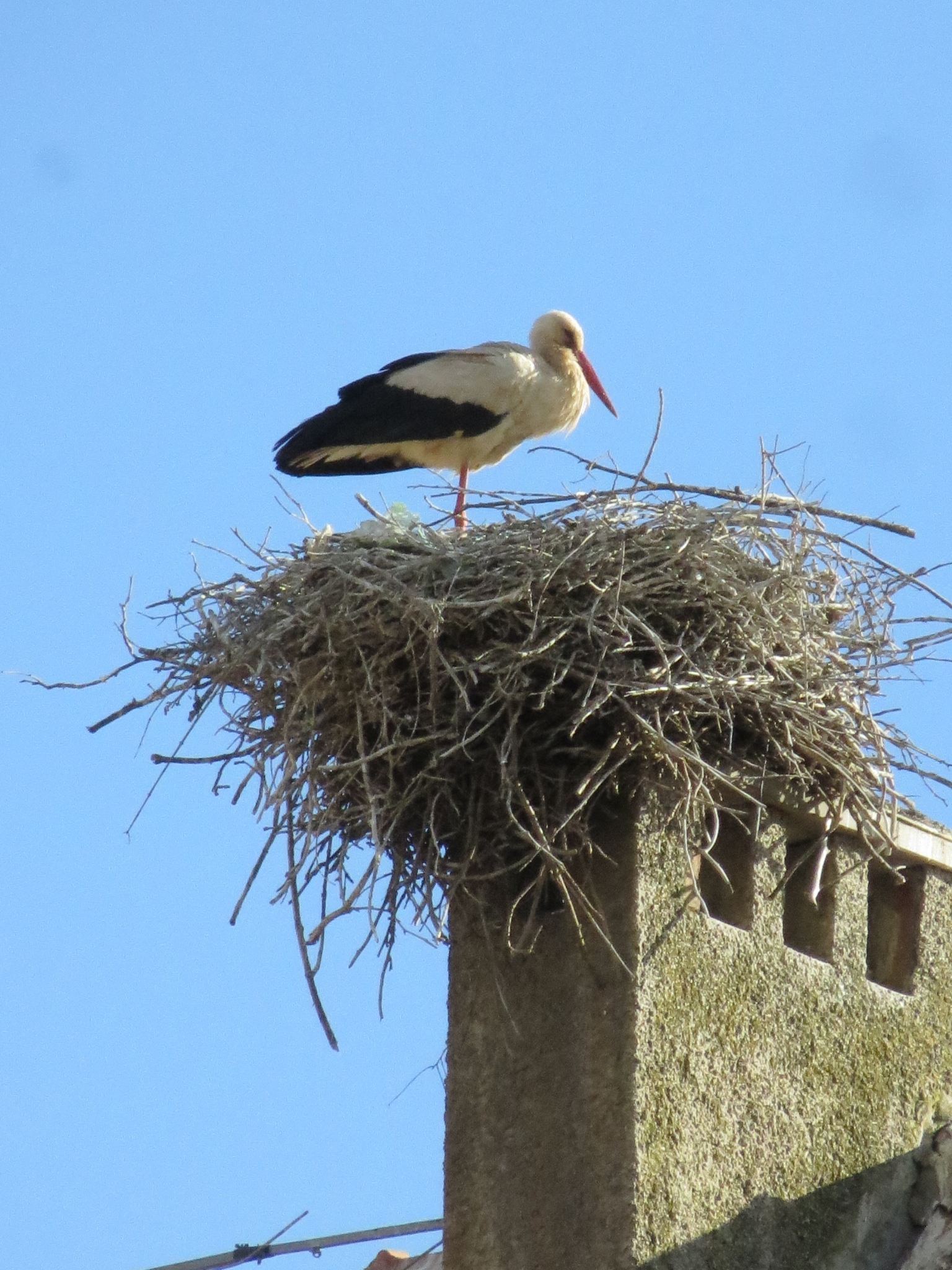 White Stork