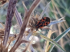 Spilostethus saxatilis