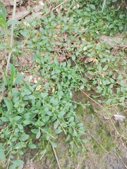 Stellaria alsine