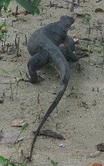 Varanus salvator macromaculatus