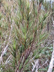 Dracophyllum longifolium
