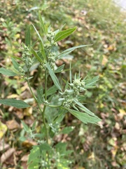 Chenopodium