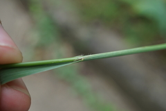 Bromus catharticus