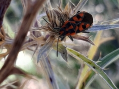 Spilostethus saxatilis