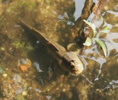 Periophthalmodon schlosseri