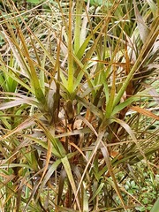 Dracophyllum longifolium