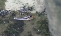 Periophthalmodon schlosseri