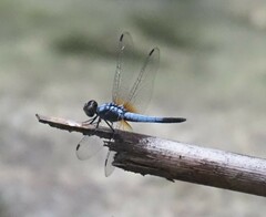 Brachydiplax chalybea