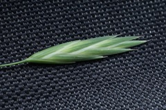 Bromus catharticus
