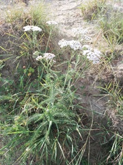 Achillea asiatica