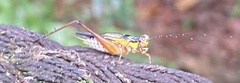 Nisitrus
