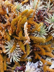 Austrolycopodium fastigiatum