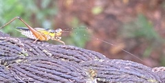 Nisitrus