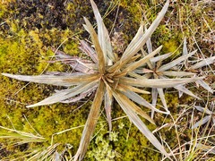 Celmisia armstrongii