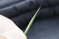 Bromus catharticus