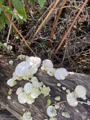 Ductifera pululahuana