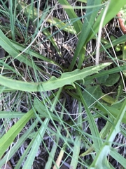 Microseris lanceolata