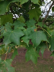 Acer cappadocicum