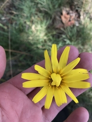 Microseris lanceolata