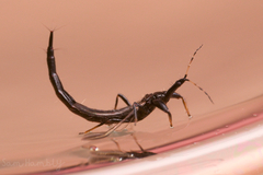 Phlaeothripidae