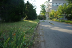 Bromus catharticus