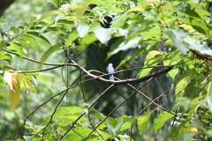 Cyornis unicolor