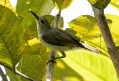 Anthreptes malacensis