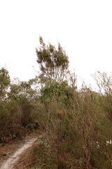 Allocasuarina paradoxa
