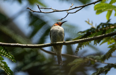 Myzomela chloroptera