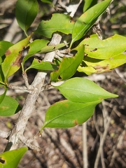 Hyperacanthus microphyllus