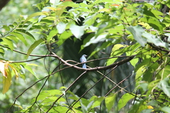 Cyornis unicolor