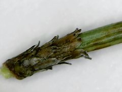 Allocasuarina paradoxa