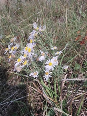 Aster altaicus
