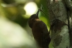 Glyphorynchus spirurus