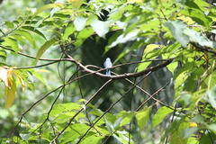 Cyornis unicolor