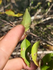 Hyperacanthus microphyllus