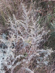 Artemisia dracunculus glauca