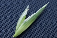 Bromus catharticus