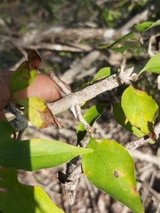 Hyperacanthus microphyllus