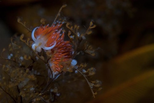 Cratena sp-a